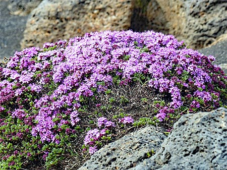 Island - Reykjanes - Thymian