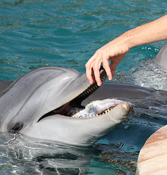 Israel Eilat Delfin