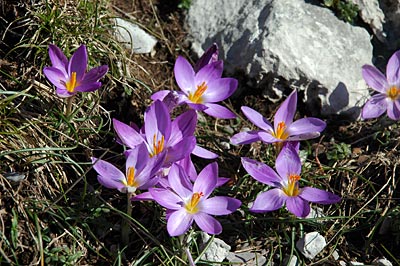 Italien - Amalfiküste - Krokusse im Frühling