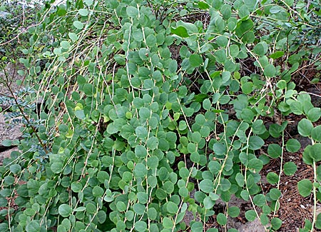 Italien - Liparische Inseln - Kapernstrauch, Ernet der Knospen von April bis August, auf der Insel Salina