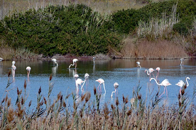 Italien - Sizilien - Zona della Marza (Feuchtgebiete): hier die Pantano Cuba mit Flamingos