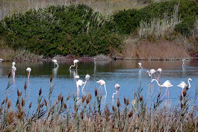 Italien - Sizilien - Zona della Marza (Feuchtgebiete): hier die Pantano Cuba mit Flamingos