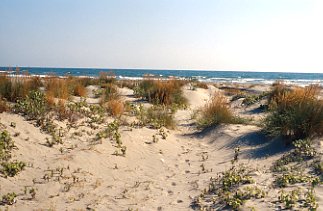 Italien Pellestrina Dünen