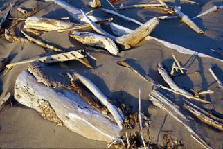 Italien Pellestrina Strandgut