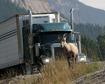 Kanada Rocky Mountains Begegnungen