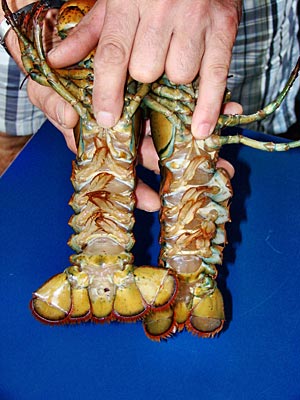 Kanada - Hummer - männlich oder weiblich?