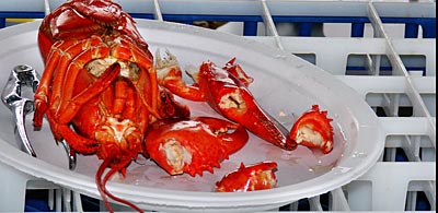 Kanada - Hummer - Es ist angerichtet