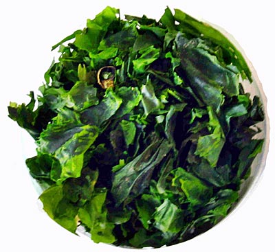 Kanada - Schon mal Sea Lettuce gesehen?