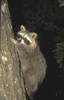 Kanada / Waschbär