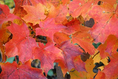 Kanada - Quebec - herbstlich verfärbte Blätter