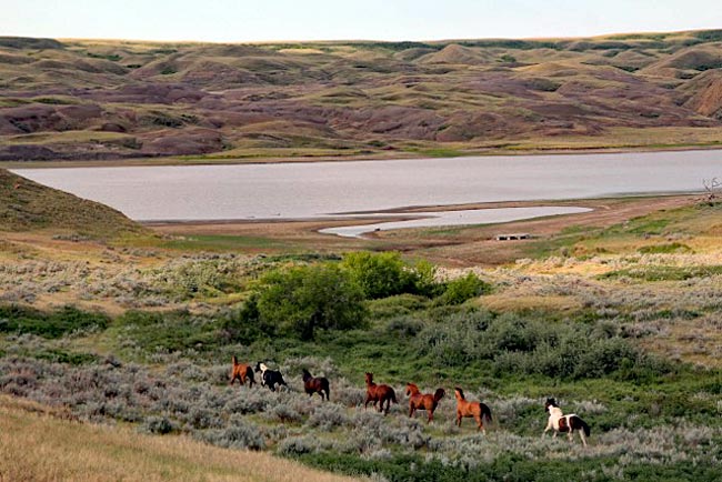 Saskatchewan in Kanada - Ranchurlaub mit Quarter-Horses