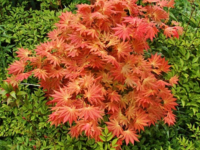 Kanada - St. Andrews - Sommerliches Farbenspiel: Japanischer Ahorn