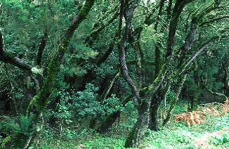 Gomera / Natinalpark Garajonay