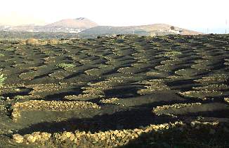 Lanzarote / La Geria