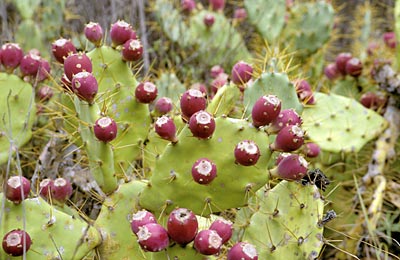 Spanien Gran Canaria Kaktus