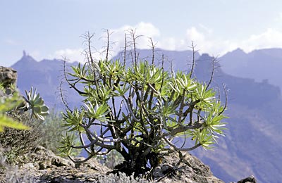 Spanien Gran Canaria Flora