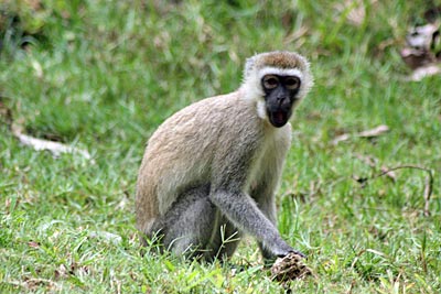 Kenia - Affe im Haller-Park