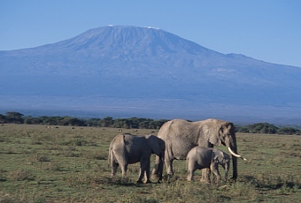 Kenia Kimana Elefantenfamilie