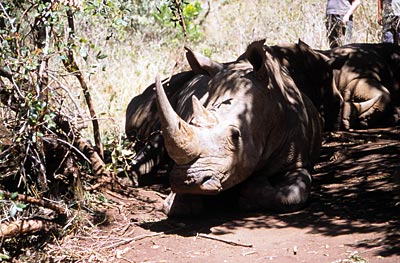 Kenia - Nashörner in der Masai Mara