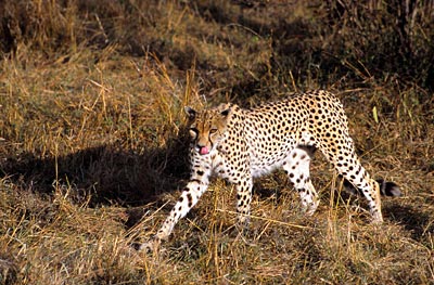 Kenia - Gepard