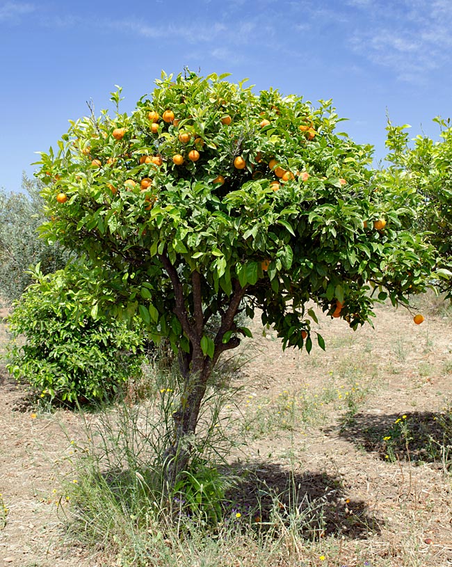 Griechenland - Kos - Orangenbaum