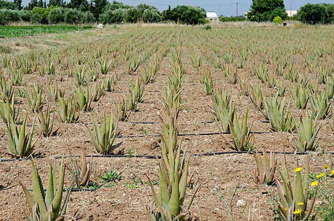 Griechenland - Kos - Pyli - Aloe vera auf einem Feld