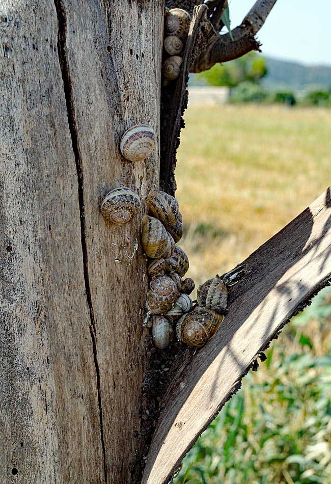 Griechenland - Kos - Schnecken