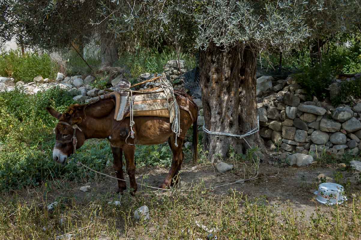 Esel auf Kreta