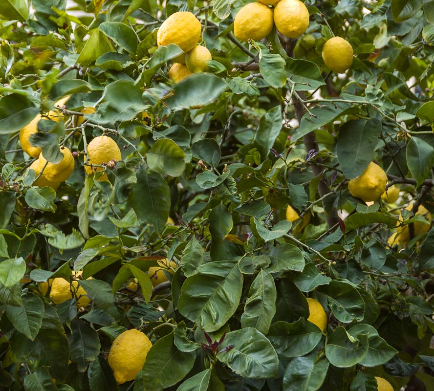 Zitronen auf Kreta