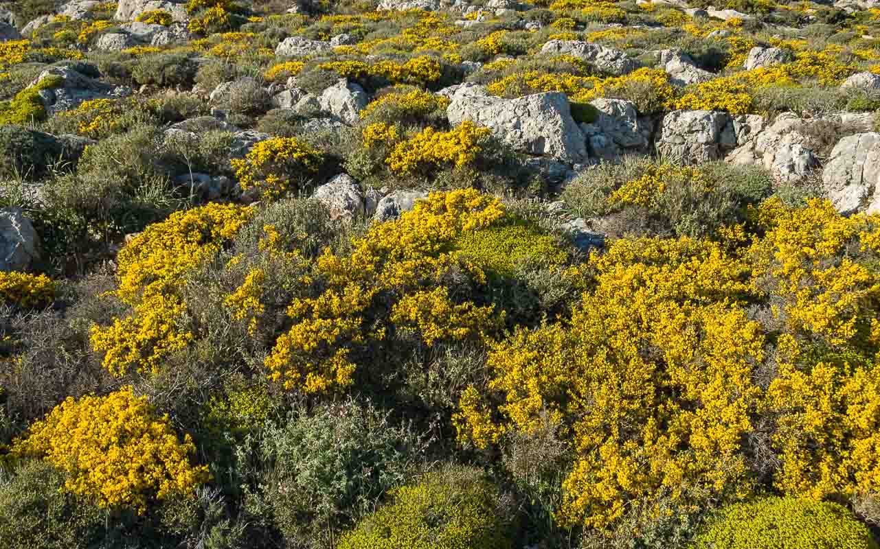 Flora in den Bergen von Ziros