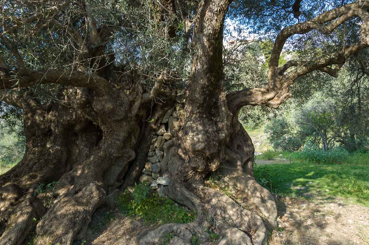 Einer der ältesten Olivenbäume Kretas südlich von Kavousi,
vermutlich über 1000 Jahre alt