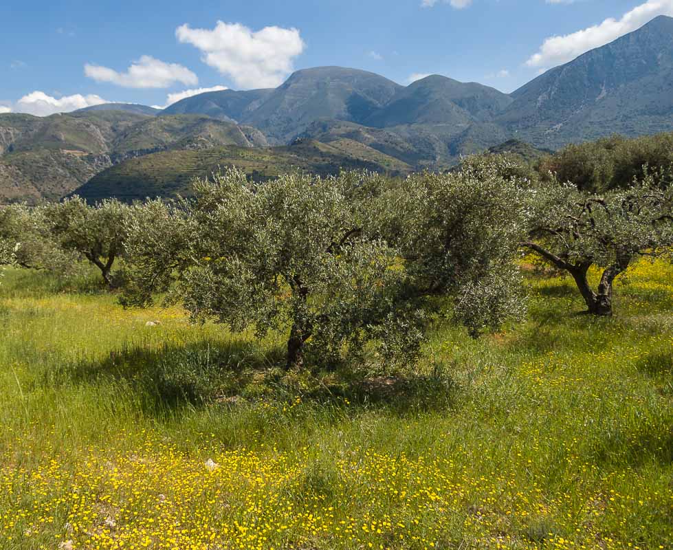Olivenbäume im Frühjahr auf dem Weg nach Mochlos
