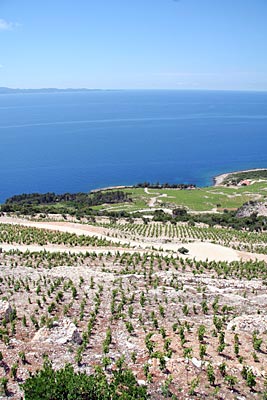 Kroatien - Auf den steinigen Karstböden an der sonnigen Südwest-Küste der Halbinsel Pelješac wächst der Qualitätsrotwein Dingač 