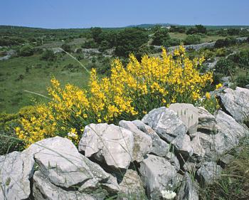 Kroatien Kvarner Bucht Steinmauer