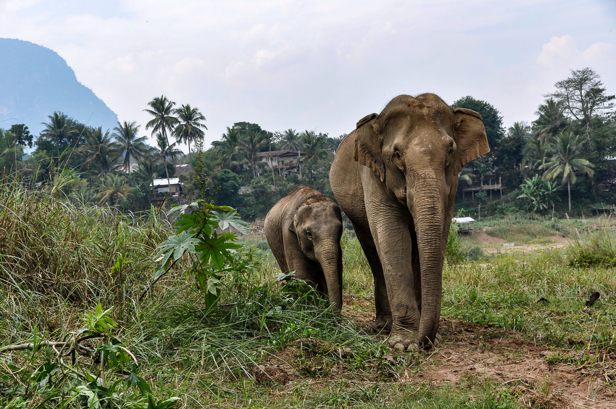 Laos. Seltene Szene: Elefanten in einem Schutzprojekt bei Luang Prabang 