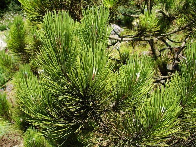 Österreich - Linz - Botanischer Garten