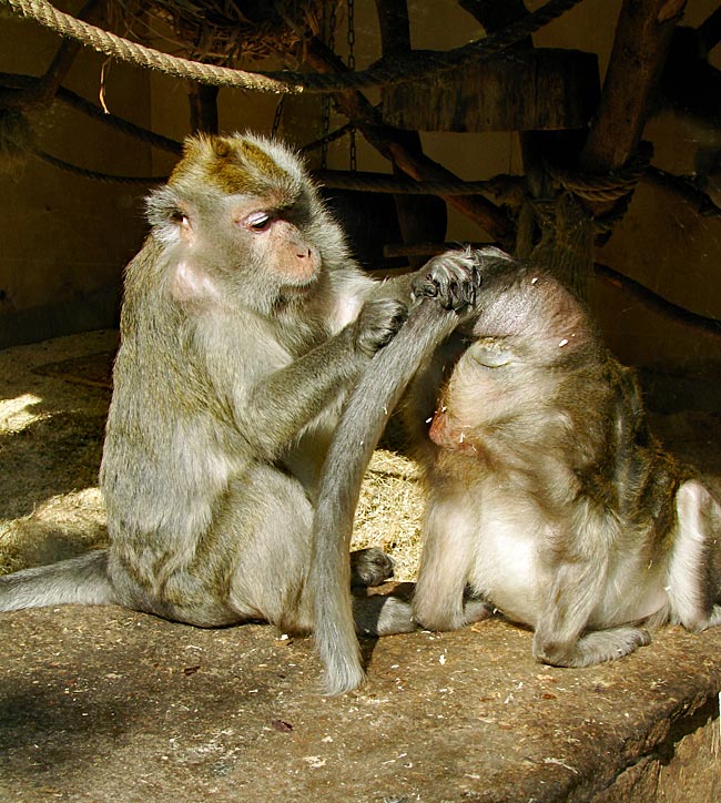 Österreich - Linz - Affen im Zoo