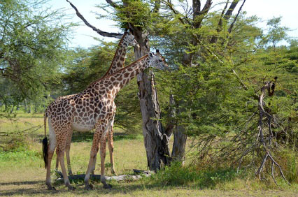 Giraffen in Malawi