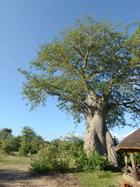 Baobab-Baum in Malawi