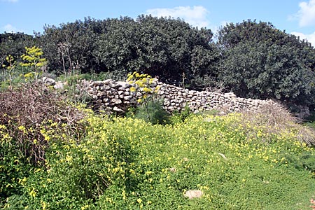 Comino - Landschaft