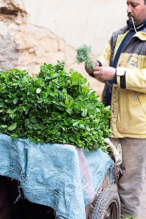 Marokko - frische Minze auf einem Verkaufskarren in Fes