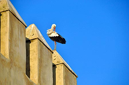 Marokko - Meknès, Stadt der Mauern, mit Storch