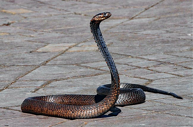Marokko - Schlange eines Schlangenbeschwörers in Marrakesch