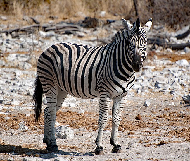 Namibia - Zebra im Ethosha-Nationalpark
