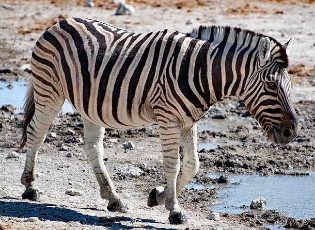 Namibia - Etosha Nationalpark - Zebra