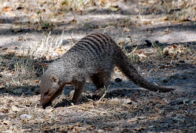 Namibia - Etosha Nationalpark - Mungo