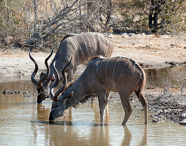 Namibia - Kudus im Etosha-Nationalpark