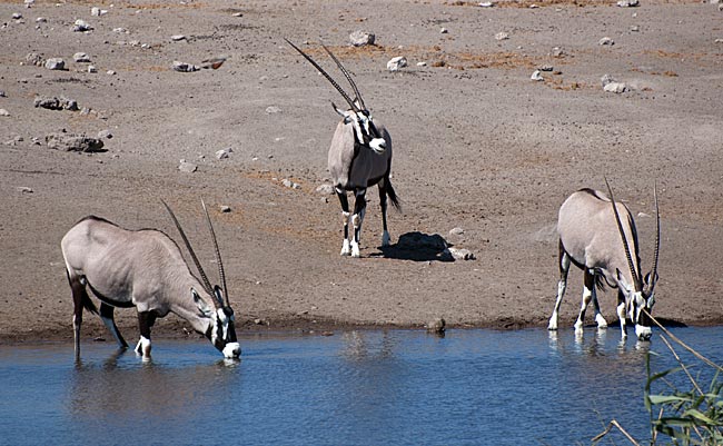 Namibia - Spießböcke im Etosha-Nationalpark