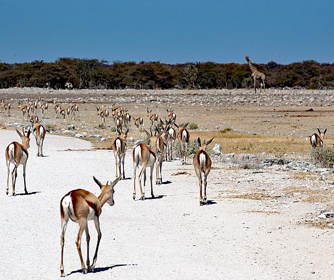 Namibia - Etosha Nationalpark - Springböcke