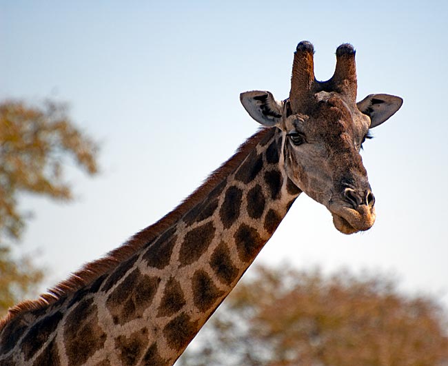 Namibia - Etosha Nationalpark - Giraffe